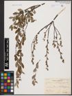 Foto von Salix aurita L. x Salix repens L.